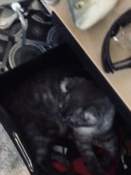 No way cat Meme Template