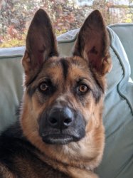 Da fuq you say? Meme Template