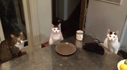 Cats together at the table Meme Template