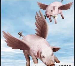 Flying pigs Meme Template