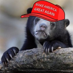 MAGA confession bear HD Meme Template