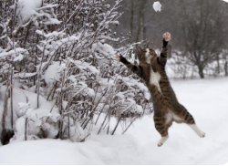 Cat crazy in snow Meme Template
