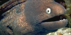 Staring eel Meme Template