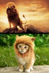 Lion expectations vs reality Meme Template