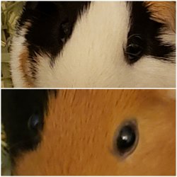 Guinea Pig Eyes Meme Template