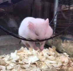 Sleeping Hamster on a Wheel Meme Template