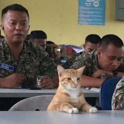 Cat Soldiers Meme Template