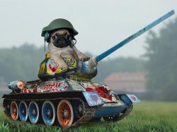 Army pug Meme Template