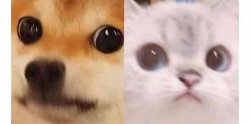 Cat and dog blushing Meme Template