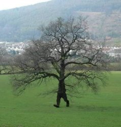 Walking tree Meme Template