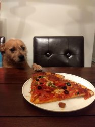 Pizza Dog Meme Template