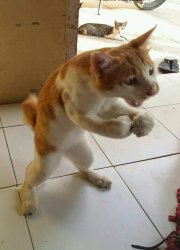 Boxing cat Meme Template