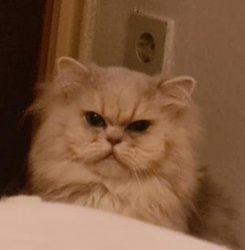 Grumpy Goldcat Meme Template