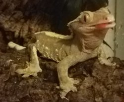 Gecko Stand Meme Template