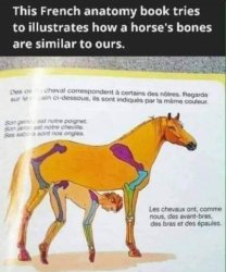Horse and human anatomy Meme Template