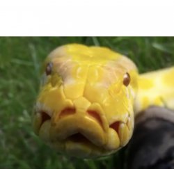 Staring Burmese python Meme Template