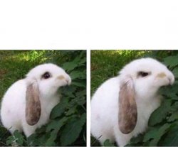 angry rabbit Meme Template