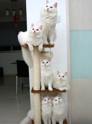 Family of white cats Meme Template