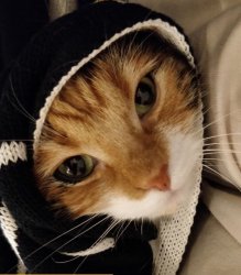 Babushka Cat Meme Template