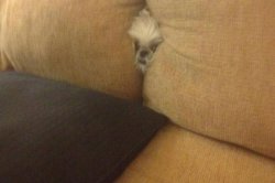 EDWARD. Meme Template