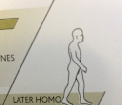 Later Homo Meme Template