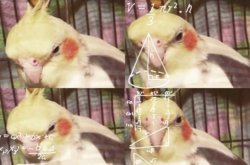 confused birb Meme Template