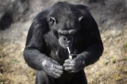 Azalea the smoking chimp Meme Template