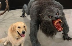 Dog vs Werewolf Meme Template