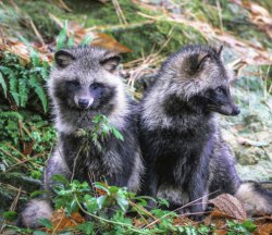 Two Tanuki Meme Template