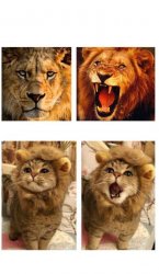 Lion roaring and cat meowing Meme Template