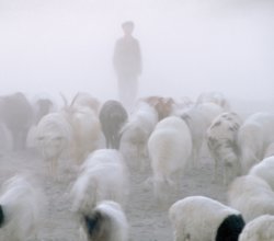 some guy near sheep on a foggy day Meme Template