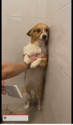 Dog getting shower against will Meme Template
