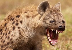 Angry Hyena Meme Template