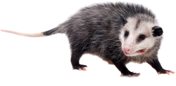 possum Meme Template