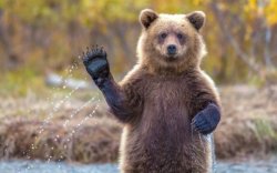 waving bear Meme Template