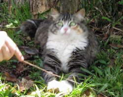 whAt cat Meme Template