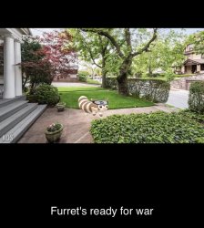 Furrets ready for war Meme Template