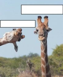 Silly Giraffe Meme Template