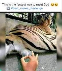 Tiger Balls Meme Template