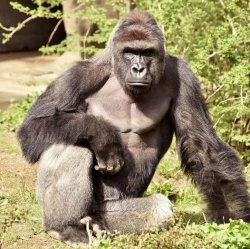 ape Meme Template