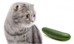 pickle cat Meme Template