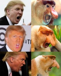 Trump monkey Meme Template
