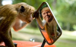 Trump monkey mirror Meme Template
