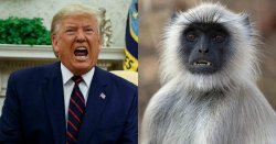 Trump monkey Meme Template