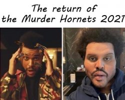 The Weeknd The Return Of Murder Hornets In 2021 Meme Template