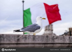 italian seagull Meme Template