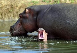 Hippoes Meme Template