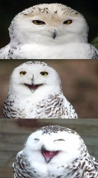 Bad Pun Owl Meme Template