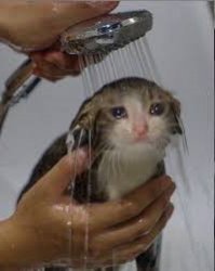 sad cat in shower Meme Template