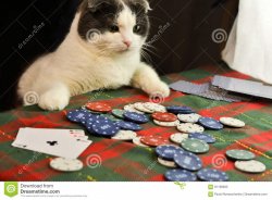 Cat playing poker Meme Template